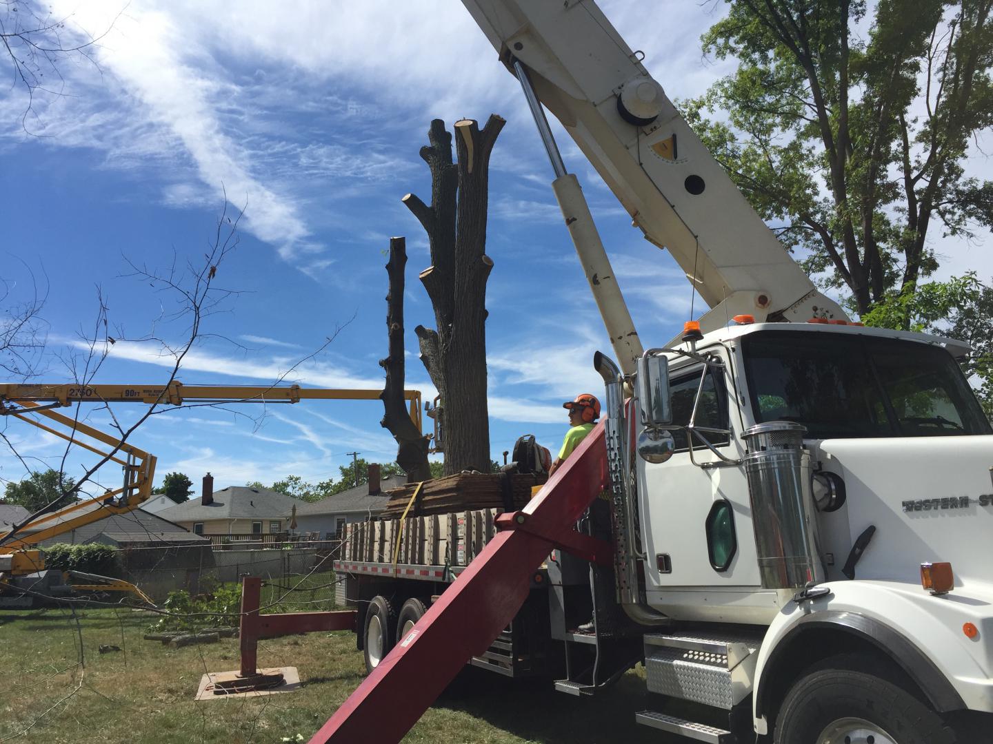 About MJ Tree Service - Eastlake Tree Removal Company