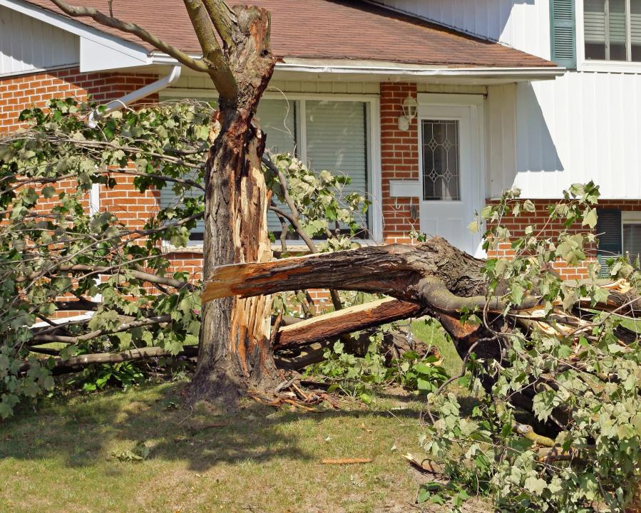 tree removal in Mayfield Heights OH