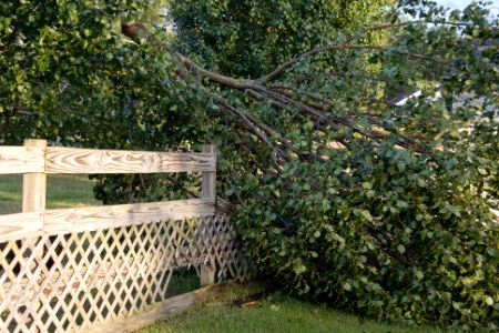 Hazardous tree assessment