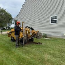 Stump-Grinding-in-Willoughby 0