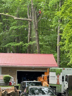 Tree Removal in Concord Township, Ohio