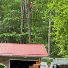 Tree-Removal-in-Concord-Township-Ohio 1