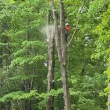 Tree-Removal-in-Concord-Township-Ohio 3