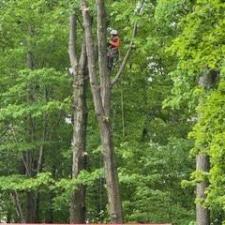 Tree-Removal-in-Concord-Township-Ohio 0