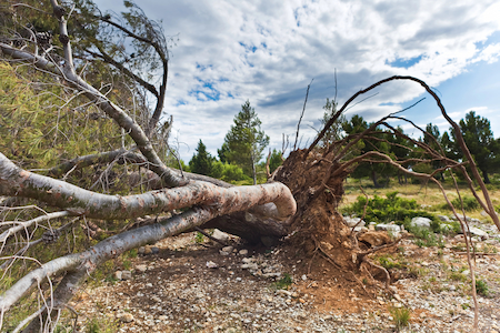 Storm damage cleanup