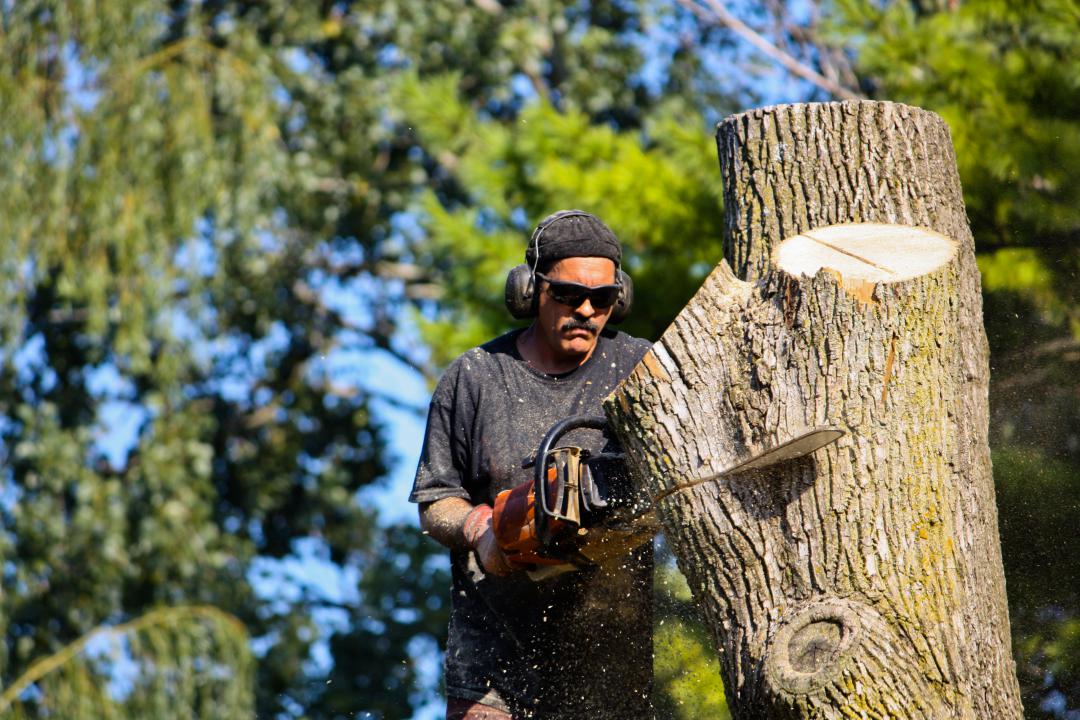 Tree removal services Richmond Heights OH