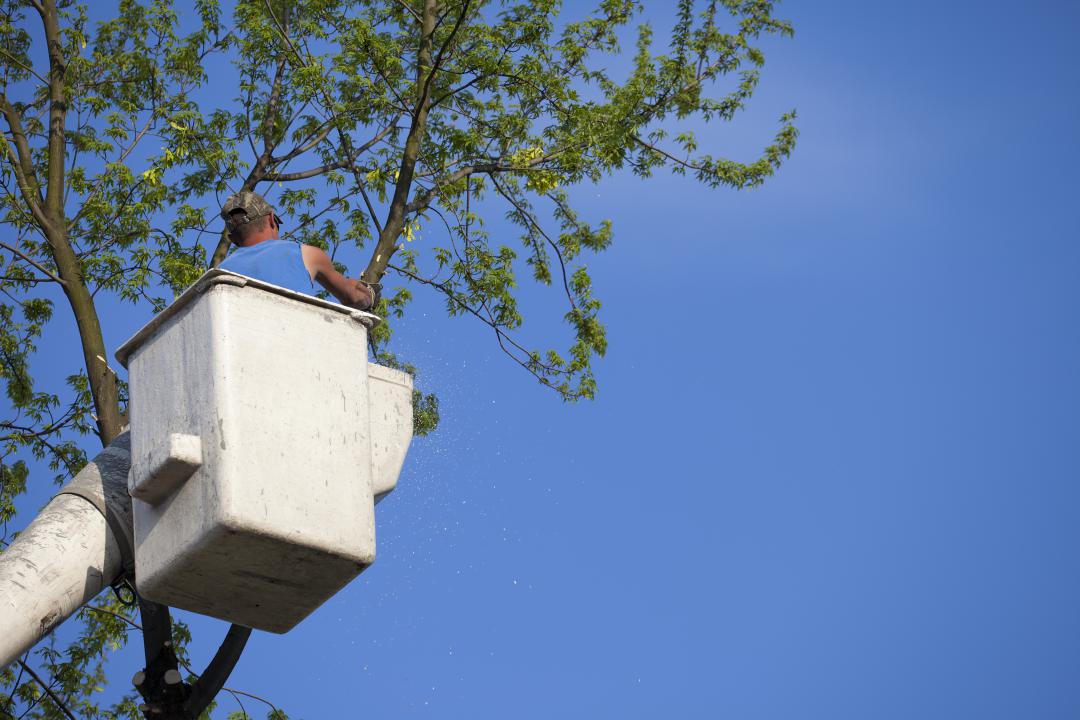 Tree trimming company in Highland Heights OH